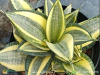 sansevieria-golden-haini