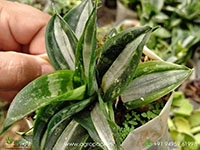sansevieria-hahnii-silver-streaker