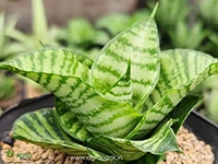 sansevieria-hybrid-diva