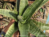 sansevieria-rahwana-large