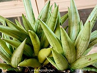 Sansevieria-Silver-Crown-Boncel5