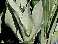 sansevieria-silver