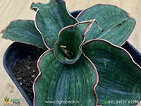 sansevieria-watermark