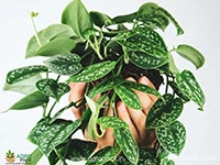 Satin-Pothos-Argyraeus2