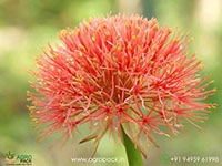 scadoxus-multiflorus