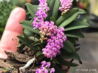 schoenorchis-scolopendria-orchid