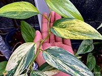 scindapsus-blue-aurea-variegated