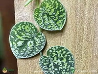 scindapsus-tricolour