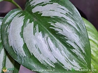 scindapsus-officinalis