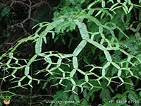 Scrambling-Fern-Sticherus-truncatus1