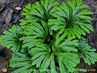 Selaginella-magnifica-Fern1