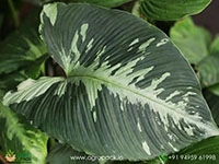 Shismattoglotis-pusilla4