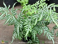 silver-lace-fern