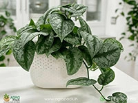silver-satin-pothos