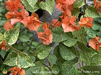 snow-orange-bougainvillea