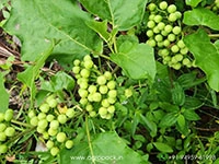 solanum-torvum