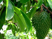 soursop