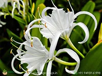 Spider-lily1