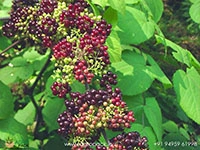 spikenard-aralia