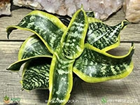 Spiral-Senseveria3