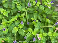 Stachytarpheta-urticifolia-Blue-Snakeweed1
