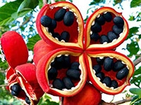 sterculia-quadrifida