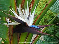 Strelitzia-nicolai-bird-of-paradise6