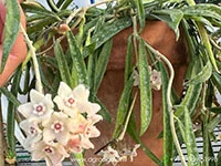 String-Bean-Hoya-shepherdii4