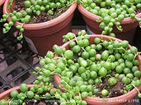 string-of-pearls