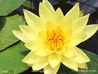substoon-water-lily