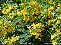 Sulphur-Cassia-Senna-sulfurea1