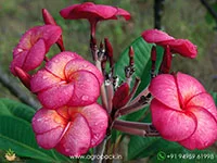 Super-Round-Plumeria1