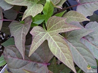 sweet-potato-vine