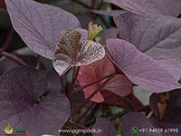 sweetheart-purple-sweet-potato-vine