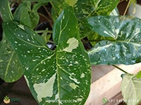 syngonium-panda-galaxy