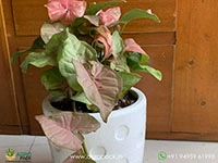 syngonium-pink-neon