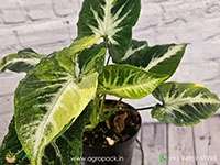 syngonium-scrambled-eggs-variegated