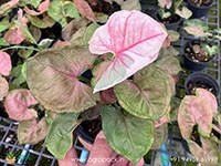 syngonium-strawberry-ice