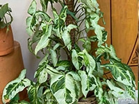 syngonium-three-kings