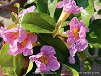 tabebuia-rosea