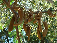 tamarind