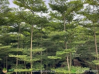 terminalia-mantaly-green