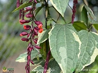 thunbergia-variegated