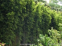 thyrsostachys-oliveri-bamboo