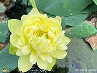 Tianzhong-Feicui-Chinese-Lotus3