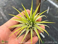 tillandsia-druid