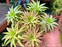 tillandsia-ionantha-vanhyningii-jumbo-air-plant