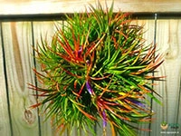 tillandsia-ionantha