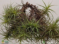 tillandsia-bergeri