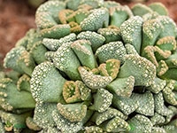 Titanopsis2